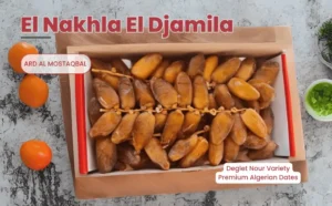 ⁦تمر دقلة نور النخلة الجميلة 1 كيلو⁩ - الصورة ⁦3⁩