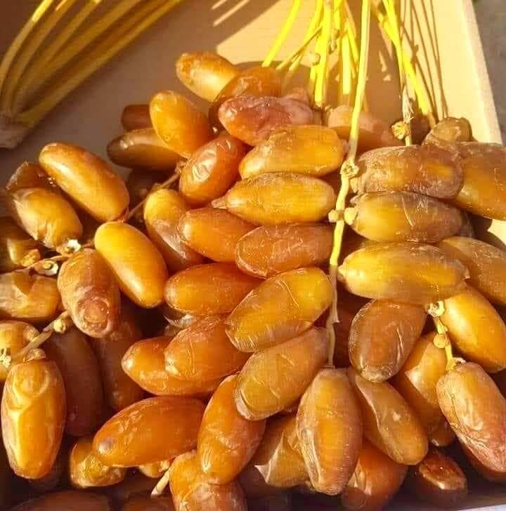 دقلة نور