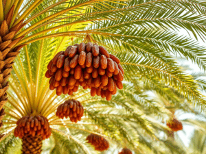 دقلة النور