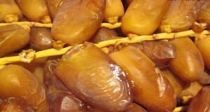 دقلة النور