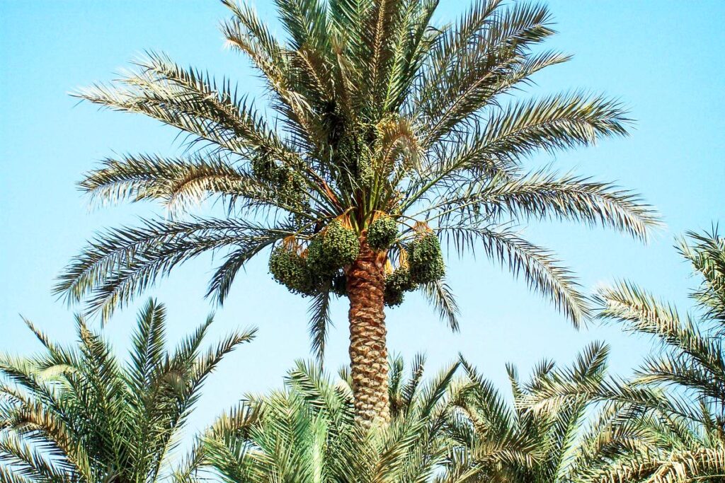 A typical date palm, Phoenix dactylifera, growing somewhere in Egypt&rsquo;s arid environment. Original image sourced from US Government department: Public Health Image Library, Centers for Disease Control and Prevention. Under US law this image is copyright free, please credit the government department whenever you can&rdquo;.