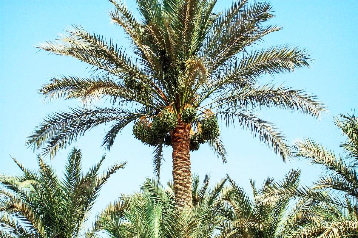 A typical date palm, Phoenix dactylifera, growing somewhere in Egypt’s arid environment. Original image sourced from US Government department: Public Health Image Library, Centers for Disease Control and Prevention. Under US law this image is copyright free, please credit the government department whenever you can”.