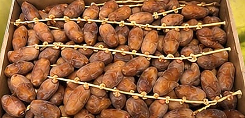 Deglet Nour 2nd grade dates on branch